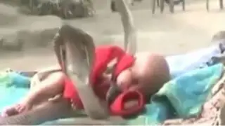 ¡Increíble! cobras juegan y protegen el sueño de un bebé en la India