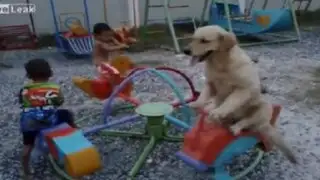 YouTube: perro que juega como un niño en un carrusel cautiva las redes