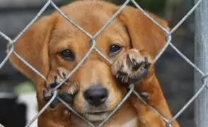 Logran reunir 80 mil firmas para proyecto de ley que castigue maltrato animal