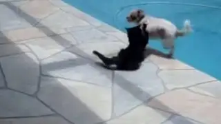 VIDEO : gato se molestó y lanzó a un perro a la piscina