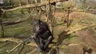 YouTube: mira lo que hizo este chimpancé para derribar un dron