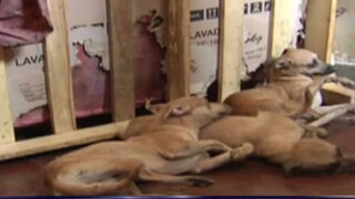 Rescatan a perros abandonados en departamento de La Victoria