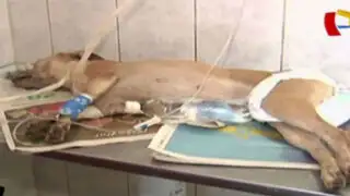 Mascotas rescatadas son internadas en clínica veterinaria de la UNMSM