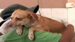 Se recuperan perritos rescatados de vivienda en La Victoria