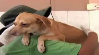 Se recuperan perritos rescatados de vivienda en La Victoria