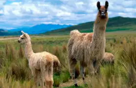 Agro Rural vacunará a más de 300 mil alpacas y ovejas de la región Arequipa