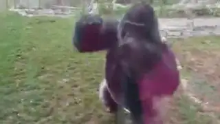 VIDEO: familia estadounidense sufrió tremendo susto al ser atacada por un gorila