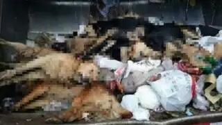 Denuncian envenenamiento masivo de perros en Punta Hermosa