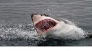 VIDEO : tiburón ataca a reporteros de Discovery Channel mientras graban documental