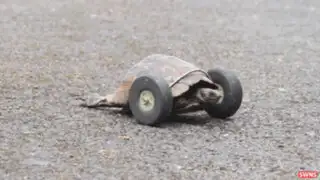 VIDEO: tortuga discapacitada vuelve a caminar gracias prótesis
