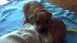 YouTube: cachorro enternece la red con su manera de cuidar el sueño de un bebé