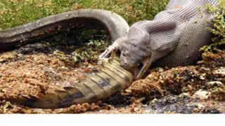 Rayos x muestran cómo una pitón digiere a un enorme cocodrilo