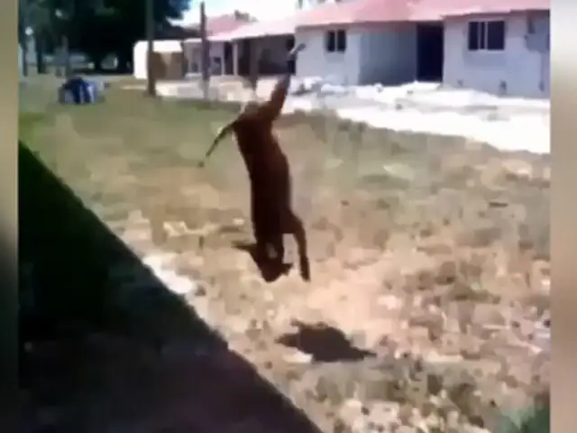 VIDEO: perro atrapa vara dándose una increíble vuelta en el aire