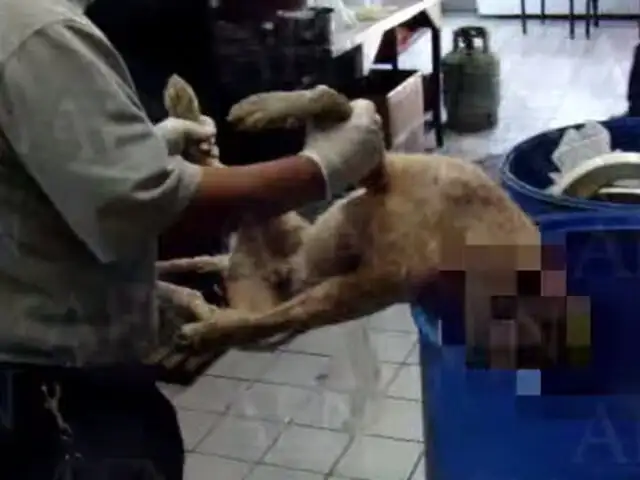 México: encuentran perros muertos listos para preparar en restaurante chino