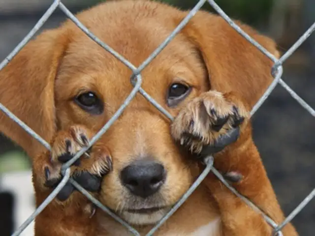Logran reunir 80 mil firmas para proyecto de ley que castigue maltrato animal