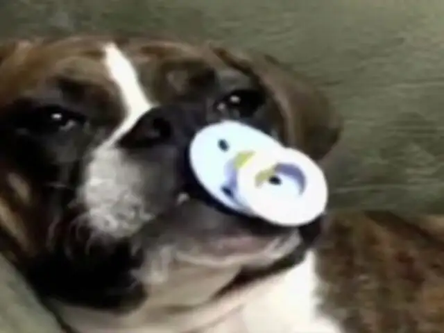 Si crees que tu perro es engreído, primero debes ver este video