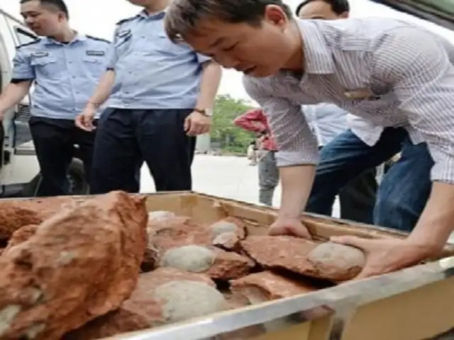 Descubren 43 huevos de dinosaurio fosilizados en China