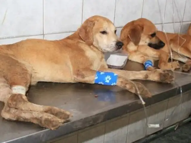 La Victoria: afirman que siete perros rescatados en departamento ya fueron adoptados