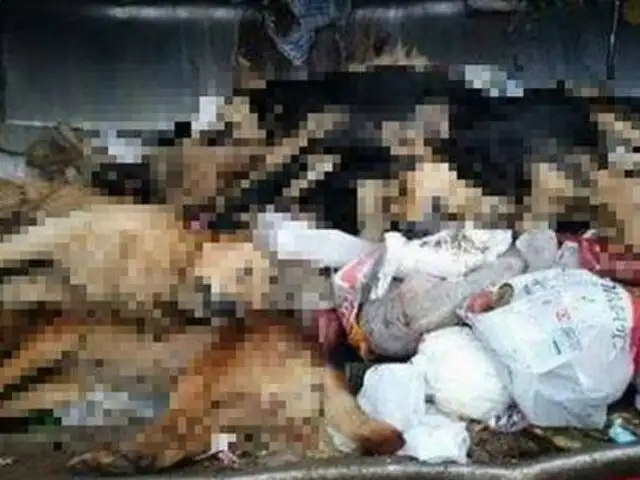 Denuncian envenenamiento masivo de perros en Punta Hermosa