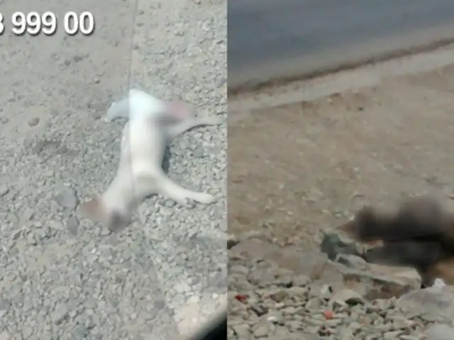 WhatsApp: perros son atropellados y dejados a un lado de la vía en Carabayllo