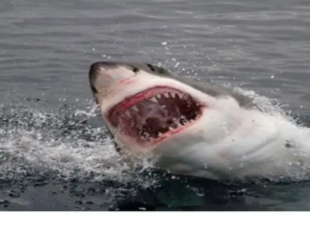 VIDEO : tiburón ataca a reporteros de Discovery Channel mientras graban documental
