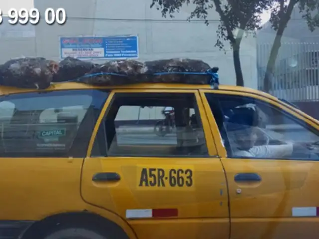 WhatsApp: taxi transporta gallinas como paquete en el día del animal