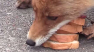 YouTube: la fascinante destreza de un zorro para guardar panes en su hocico