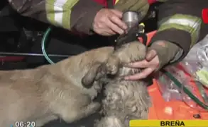 Bomberos salvan a perros: incendio se registró en vivienda llena de mascotas en Breña