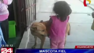 Huancayo: guiada solo por su olfato una perrita encontró a una niña