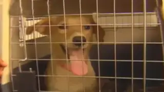 Perritos se recuperan: mascotas fueron rescatadas en incendio de Breña