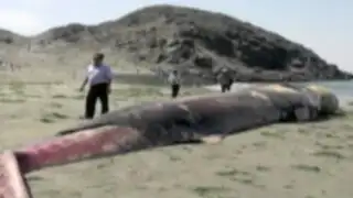 Chimbote: ballena aparece varada en caleta El Dorado