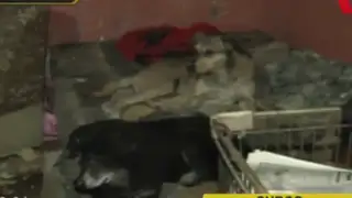 Nuevo caso de maltrato animal: perros y gatos encerrados en vivienda desde hace 3 meses