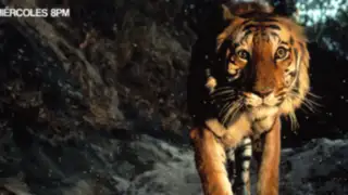 La verdadera lucha animal por la supervivencia en un espectacular documental