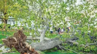 VIDEO: árbol cae sobre dos niños en un parque de  Estados Unidos