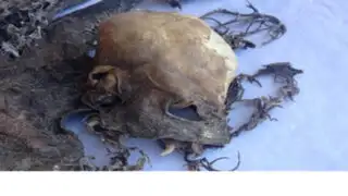 Chile : ¿estos extraños restos óseos pertenecen a un “chupacabras”?