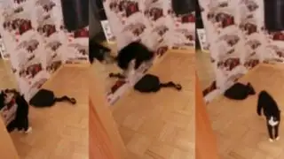 YouTube: mira la divertida pelea entre un gato y su reflejo