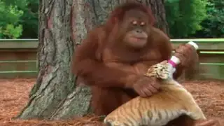 YouTube: orangután que cuida y alimenta a tres tigres enternece a internautas