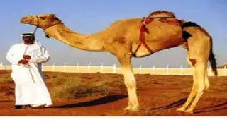 VIDEO : insólita persecución de un sujeto tras su camello en Abu Dhabi
