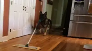 YouTube: conoce al perro que causa furor en las redes por realizar las labores del hogar