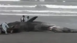Hallan cachalote muerto en playa de Chiclayo: animal pesa más de 12 toneladas