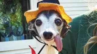 VIDEO: conoce a Zappa, el perro que no puede meter la lengua dentro de su boca