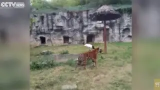 VIDEO: grulla enfrenta valientemente feroz ataque de dos tigres en zoológico
