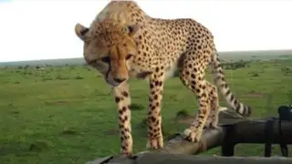 Kenia: guepardo sorprendió a turistas al subirse al jeep en el que se trasladaban