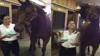 YouTube: caballo sorprende al apagar velas de cumpleaños de un 'soplido'