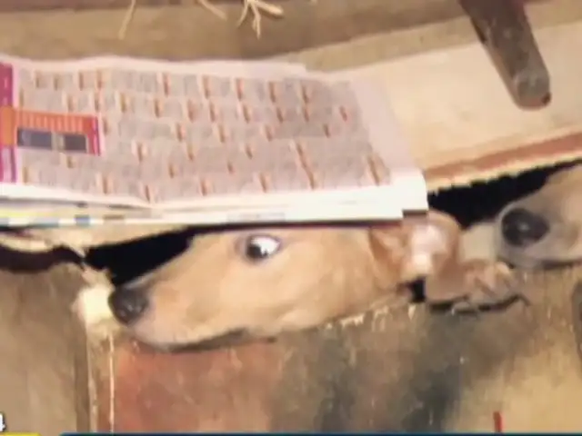 Barranco: al menos 18 perros viven hacinados en diminuto inmueble