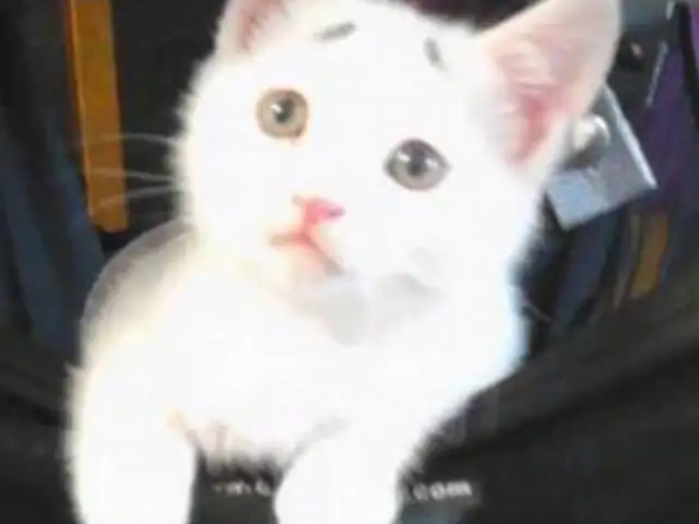 FOTOS: tierno gatito con las cejas tristes enternece las redes sociales
