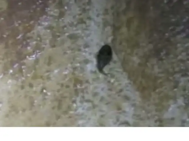 VIDEO : descubren extraño pez que puede escalar sobre las rocas
