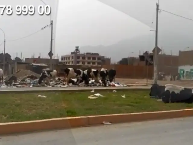 WhatsApp: vacas comen basura en plena vía pública en Carabayllo