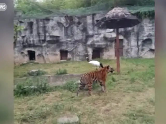 VIDEO: grulla enfrenta valientemente feroz ataque de dos tigres en zoológico