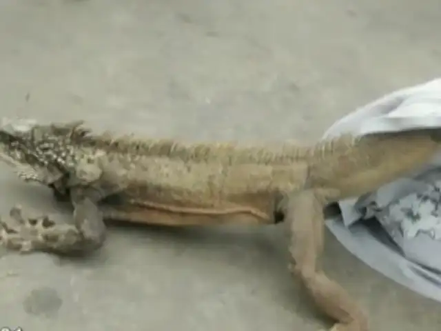 Enorme iguana sorprende a vecinos del Callao: Policía ecológica tuvo problemas para capturarla